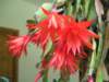 Easter Cactus